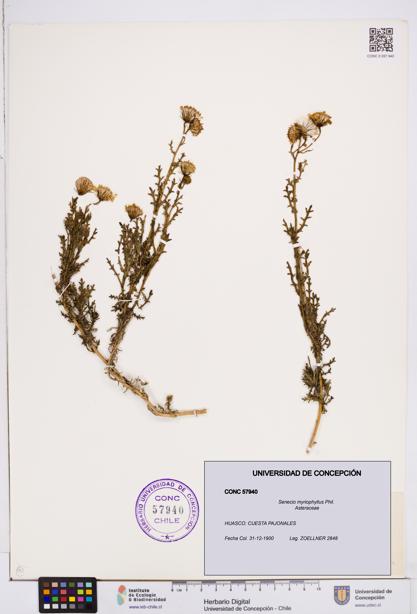 Senecio myriophyllus [Espécimen: ]