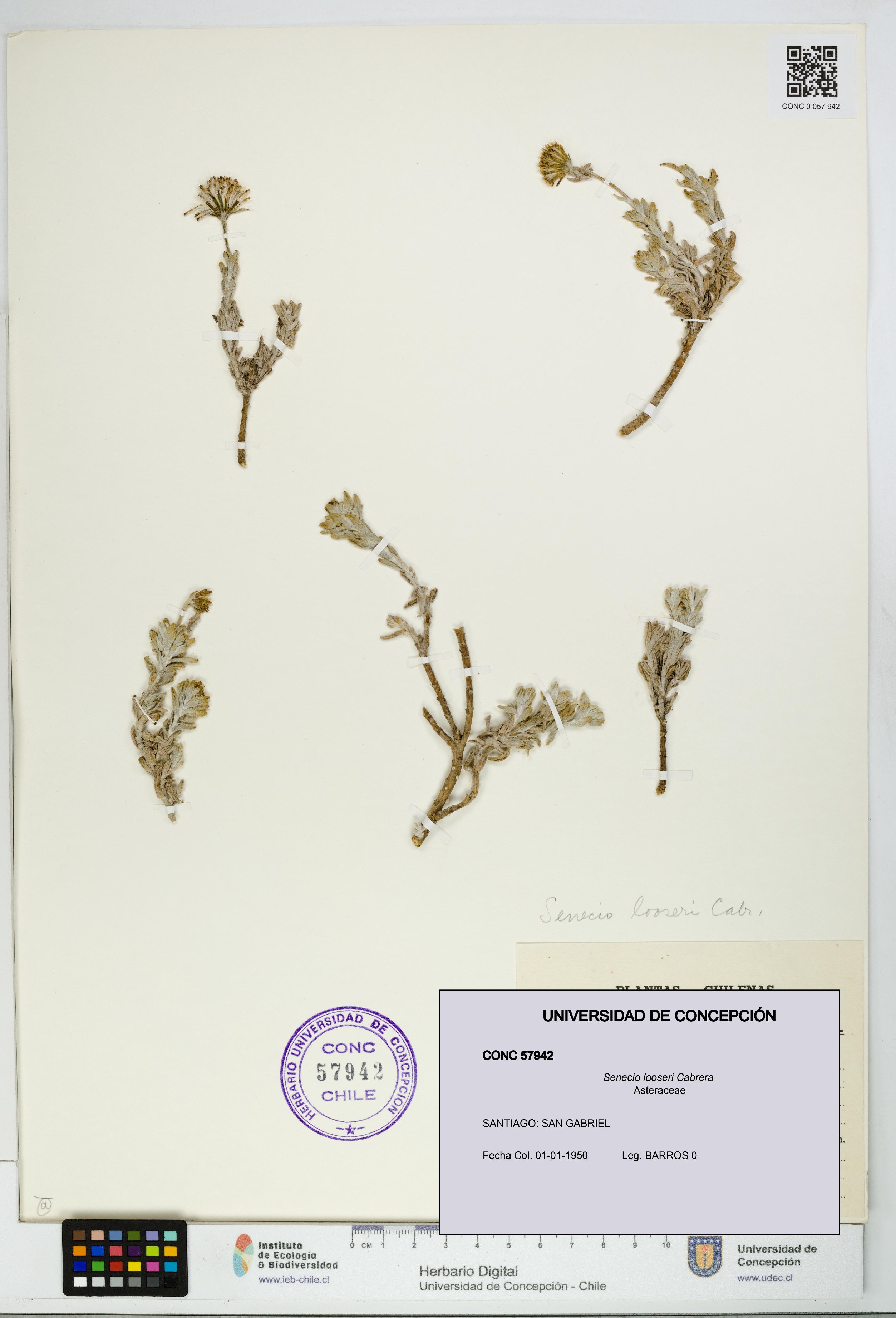 Senecio looseri [Espécimen: UDEC:CONC:0057942]