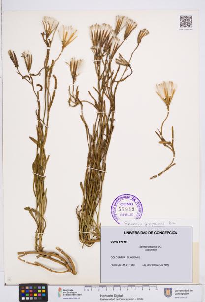 Senecio gayanus [Espécimen: ]