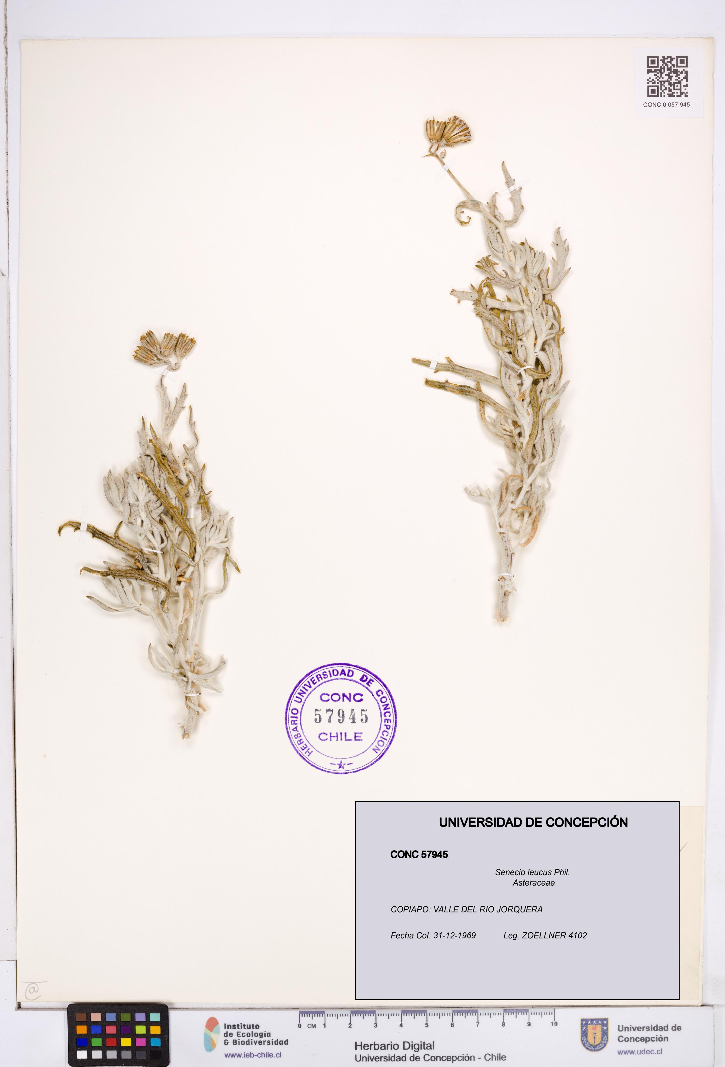 Senecio leucus [Espécimen: ]