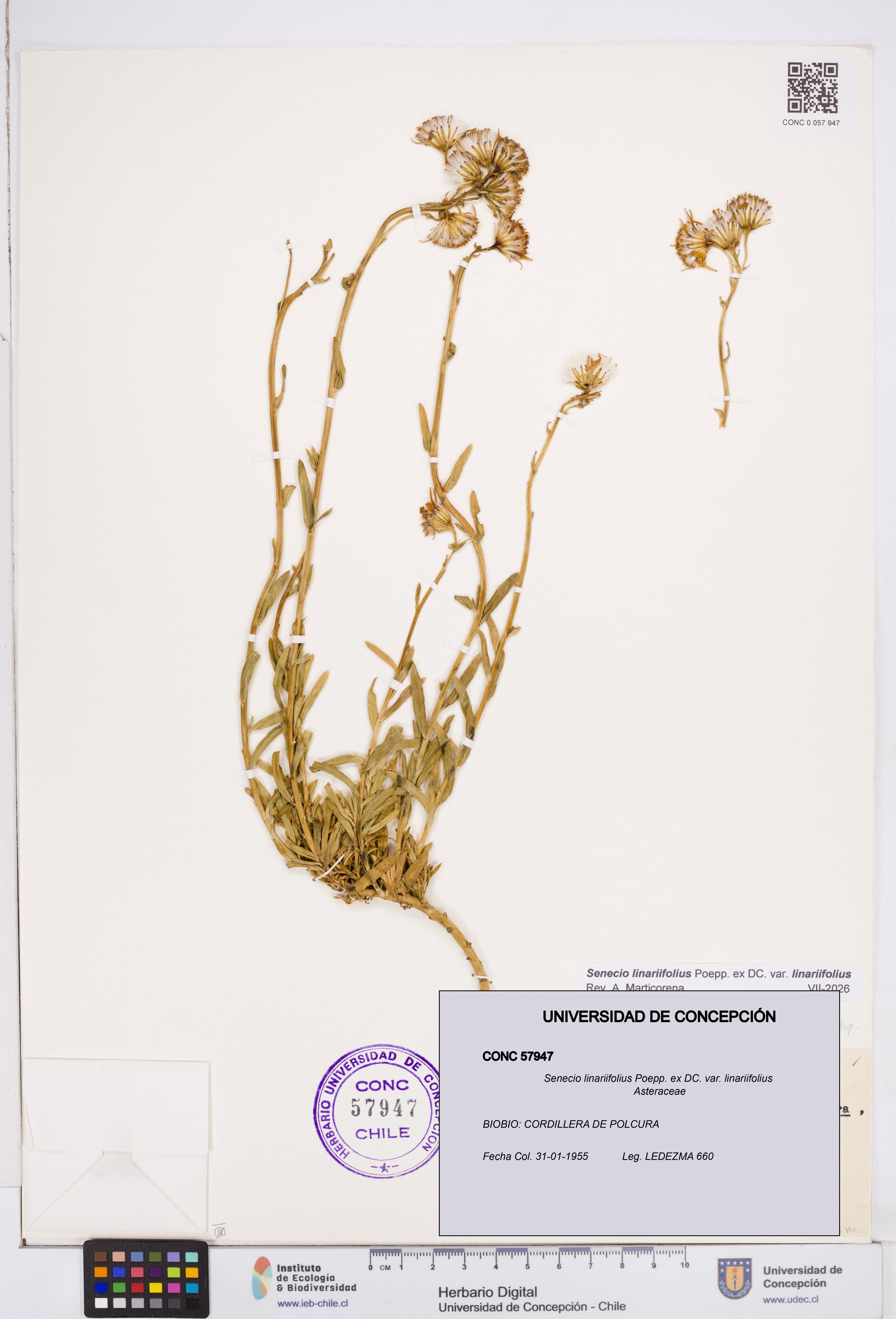 Senecio linariifolius var. linariifolius [Espécimen: ]