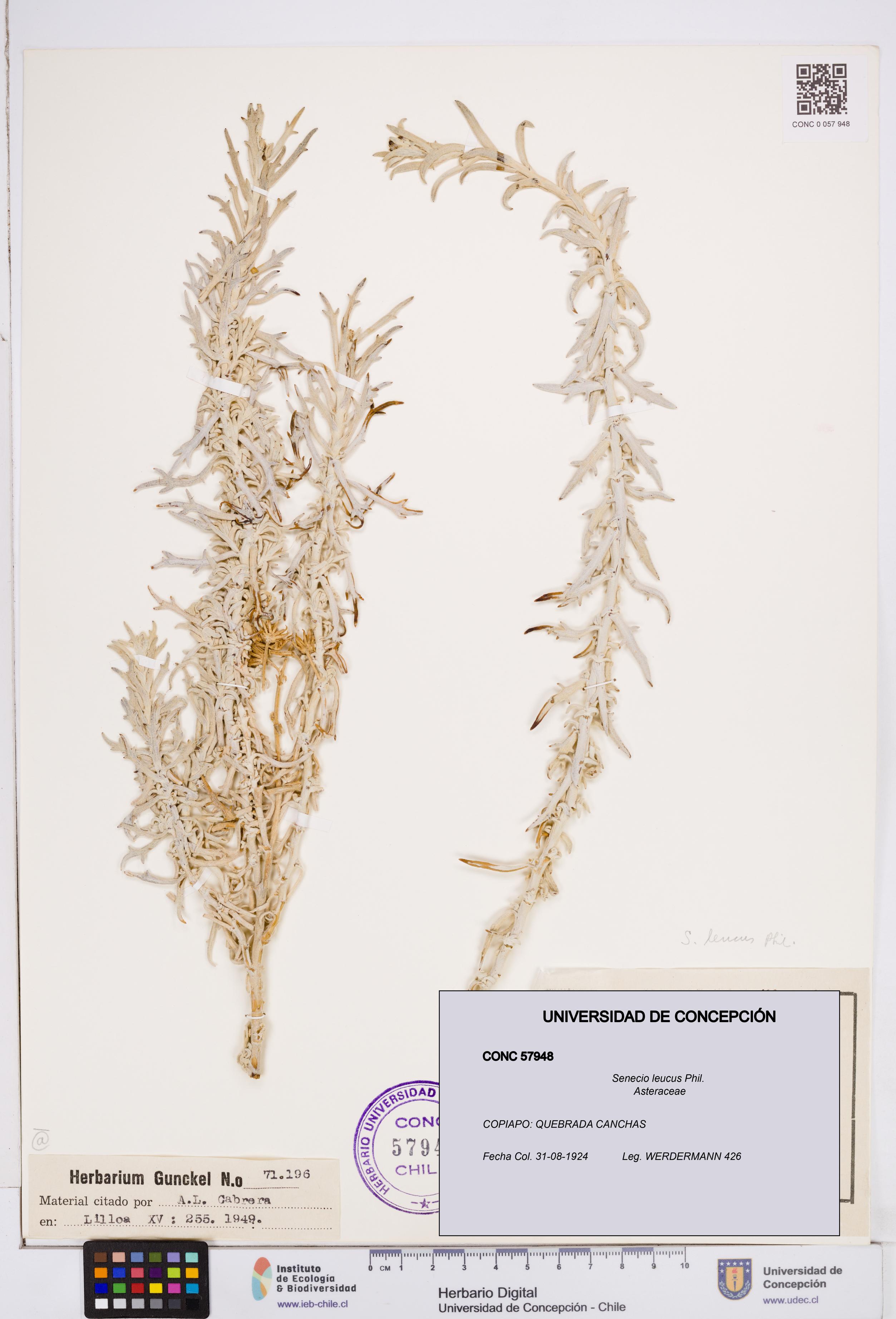 Senecio leucus [Espécimen: ]
