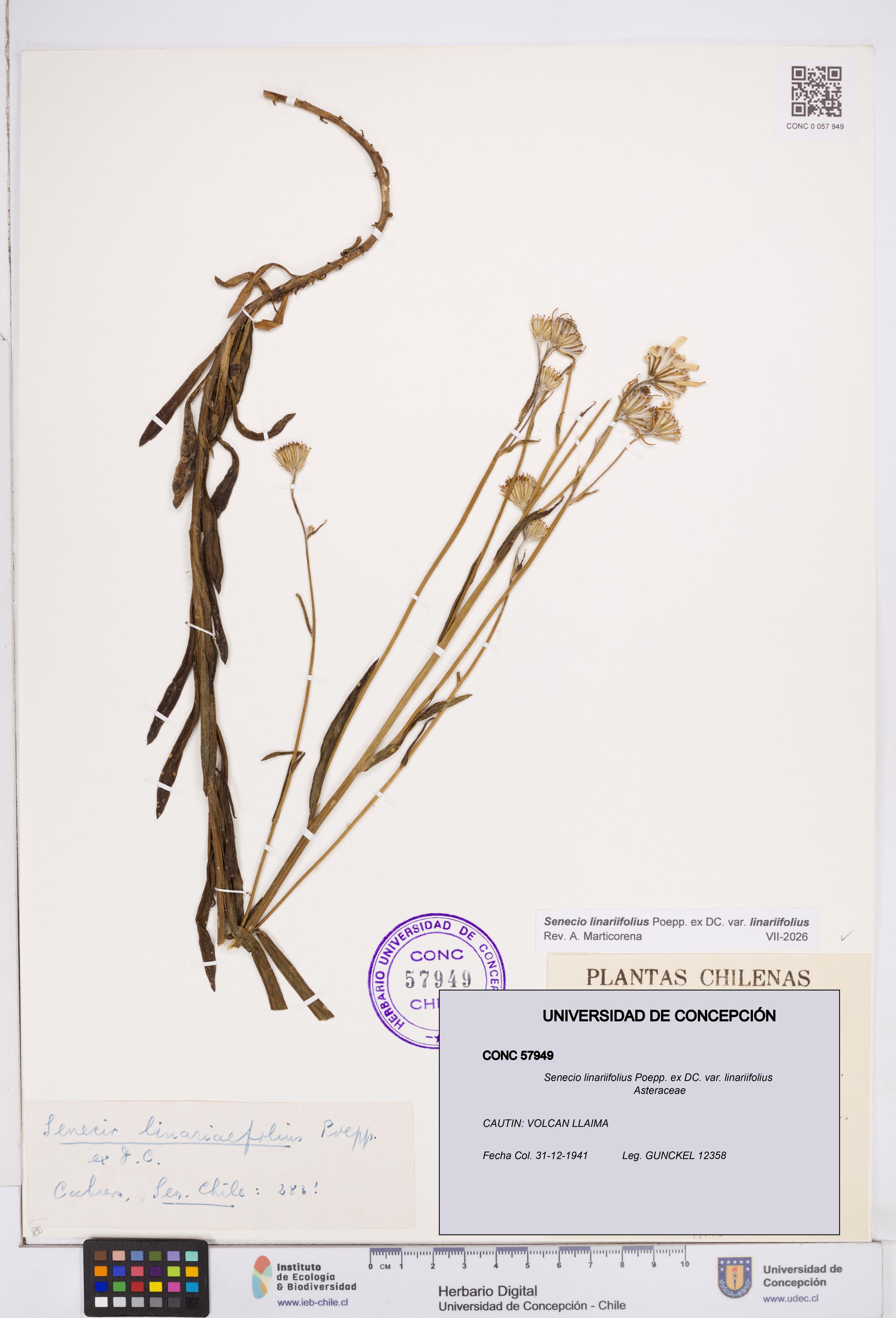 Senecio linariifolius var. linariifolius [Espécimen: ]