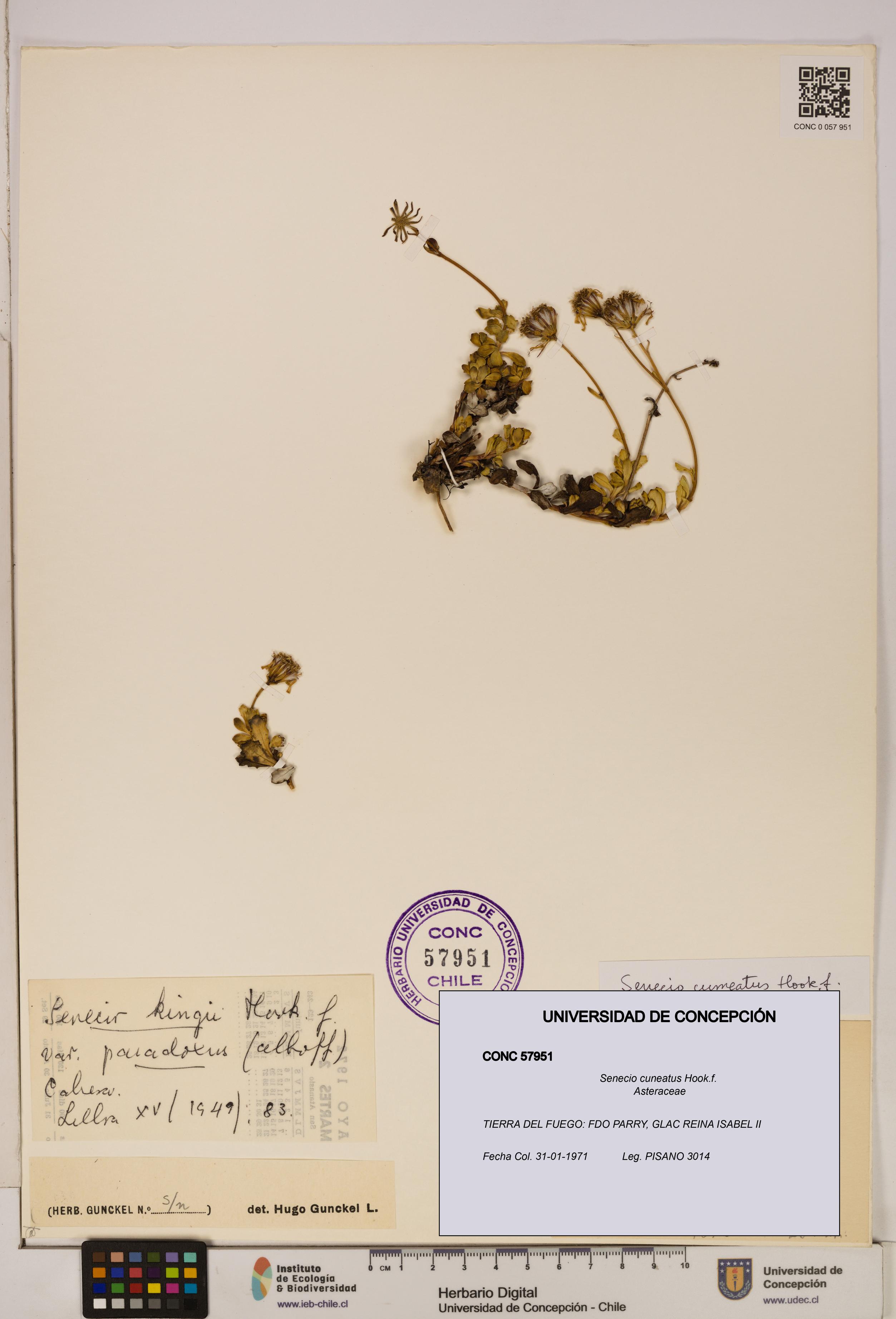 Senecio cuneatus [Espécimen: UDEC:CONC:0057951]