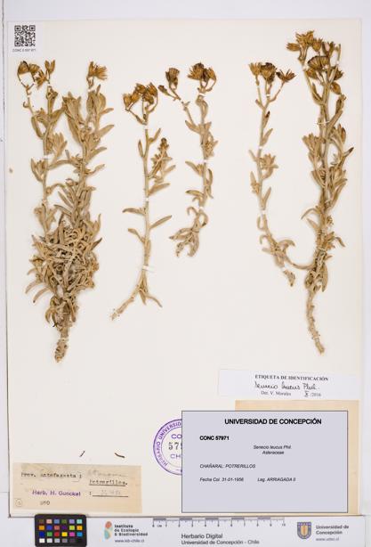 Senecio leucus [Espécimen: ]