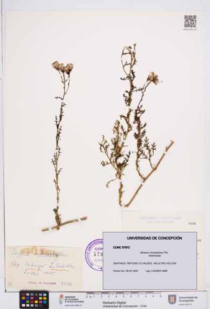 Senecio microphyllus [Espécimen: ]
