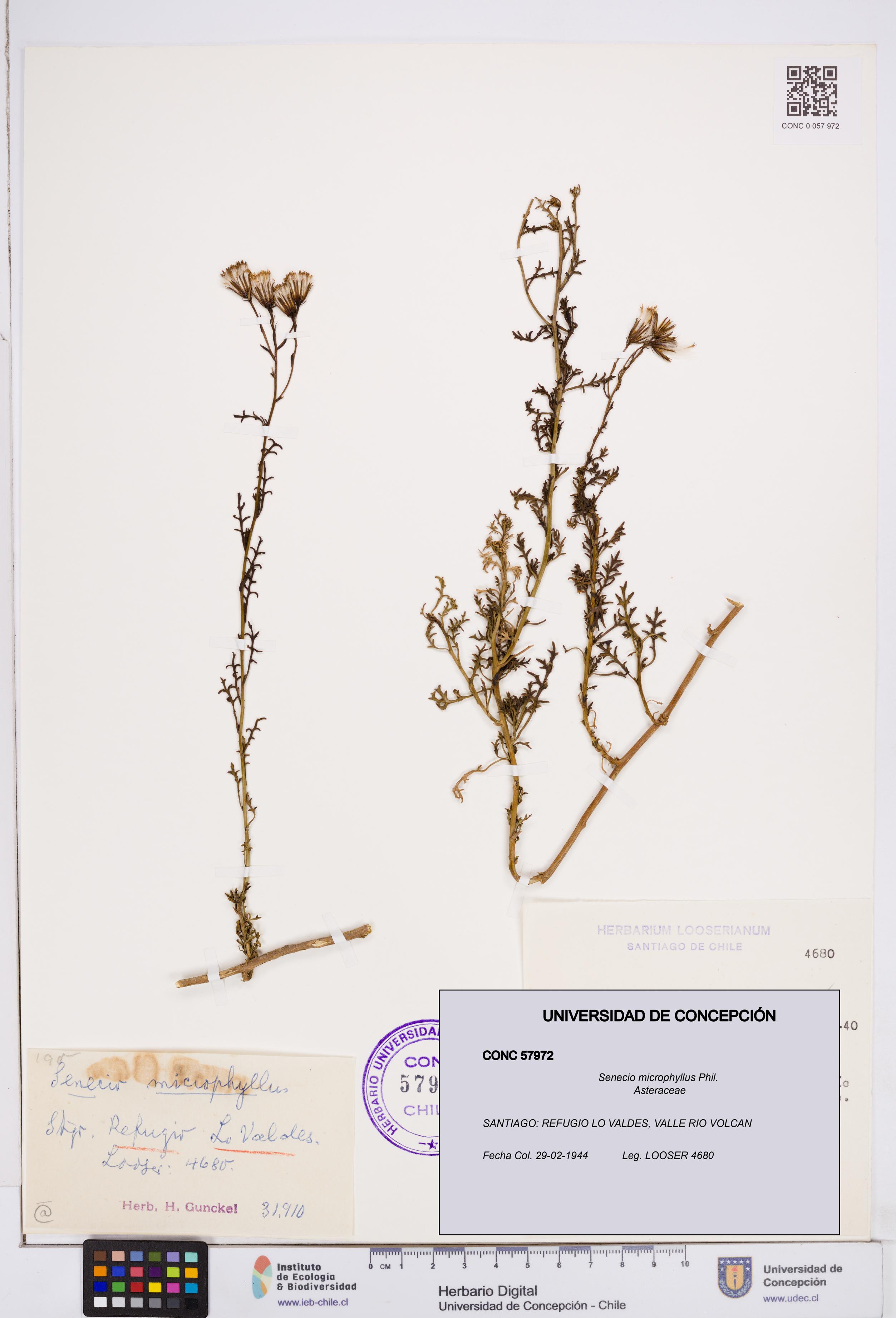 Senecio microphyllus [Espécimen: ]