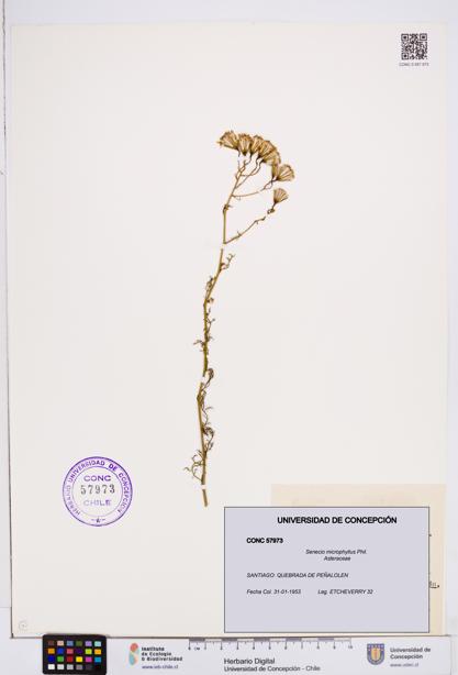 Senecio microphyllus [Espécimen: ]