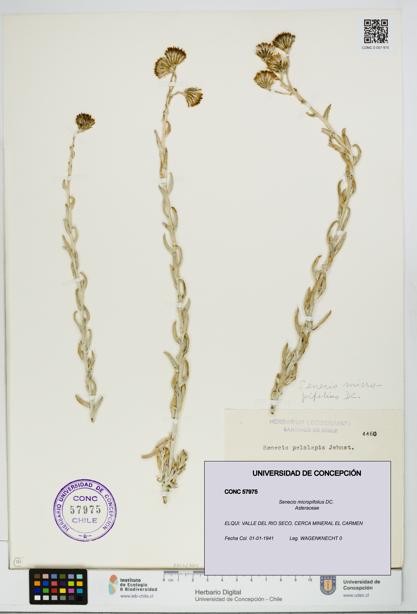 Senecio micropifolius [Espécimen: UDEC:CONC:0057975]