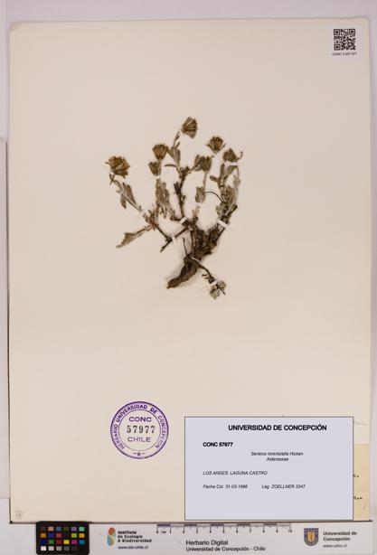 Senecio lorentziella [Espécimen: UDEC:CONC:0057977]