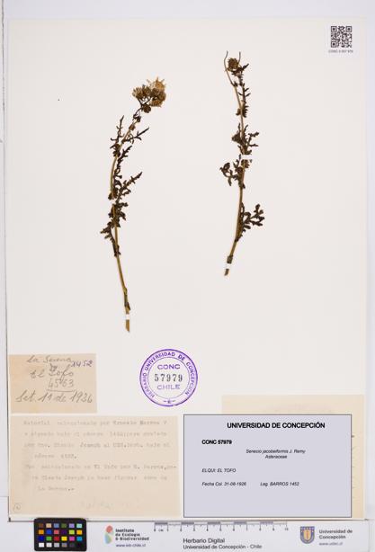 Senecio jacobeiformis [Espécimen: ]