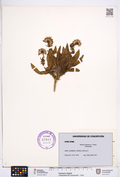 Senecio hieracium [Espécimen: ]