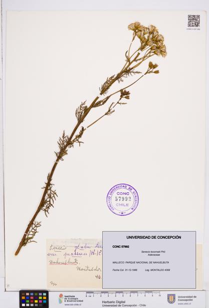 Senecio tocornalii [Espécimen: ]
