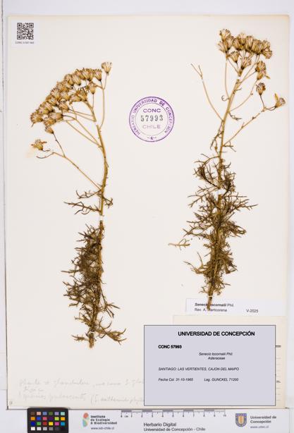 Senecio tocornalii [Espécimen: ]