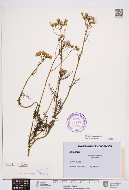 Senecio tocornalii [Espécimen: ]