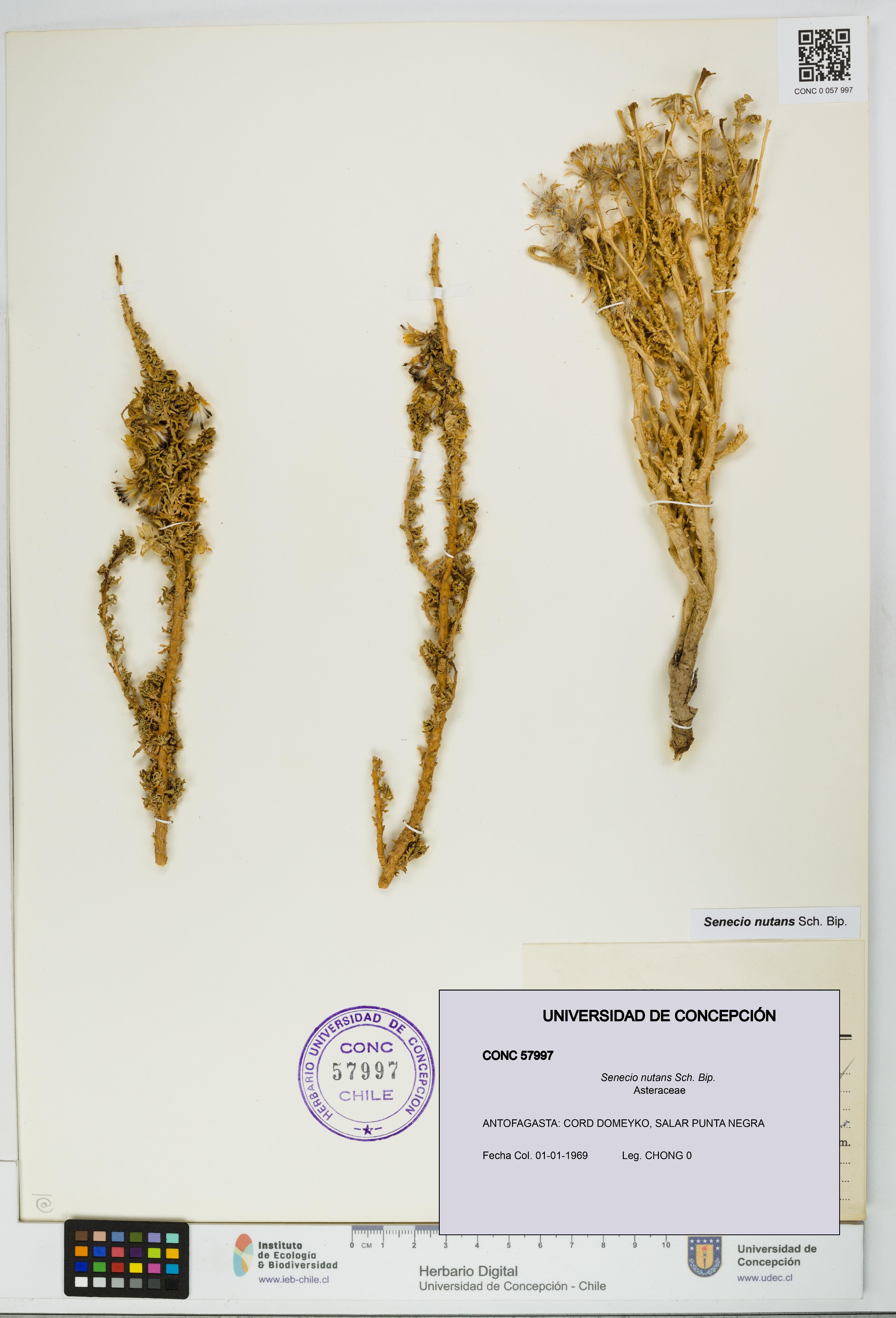 Senecio nutans [Espécimen: UDEC:CONC:0057997]