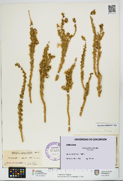 Senecio nutans [Espécimen: UDEC:CONC:0057998]
