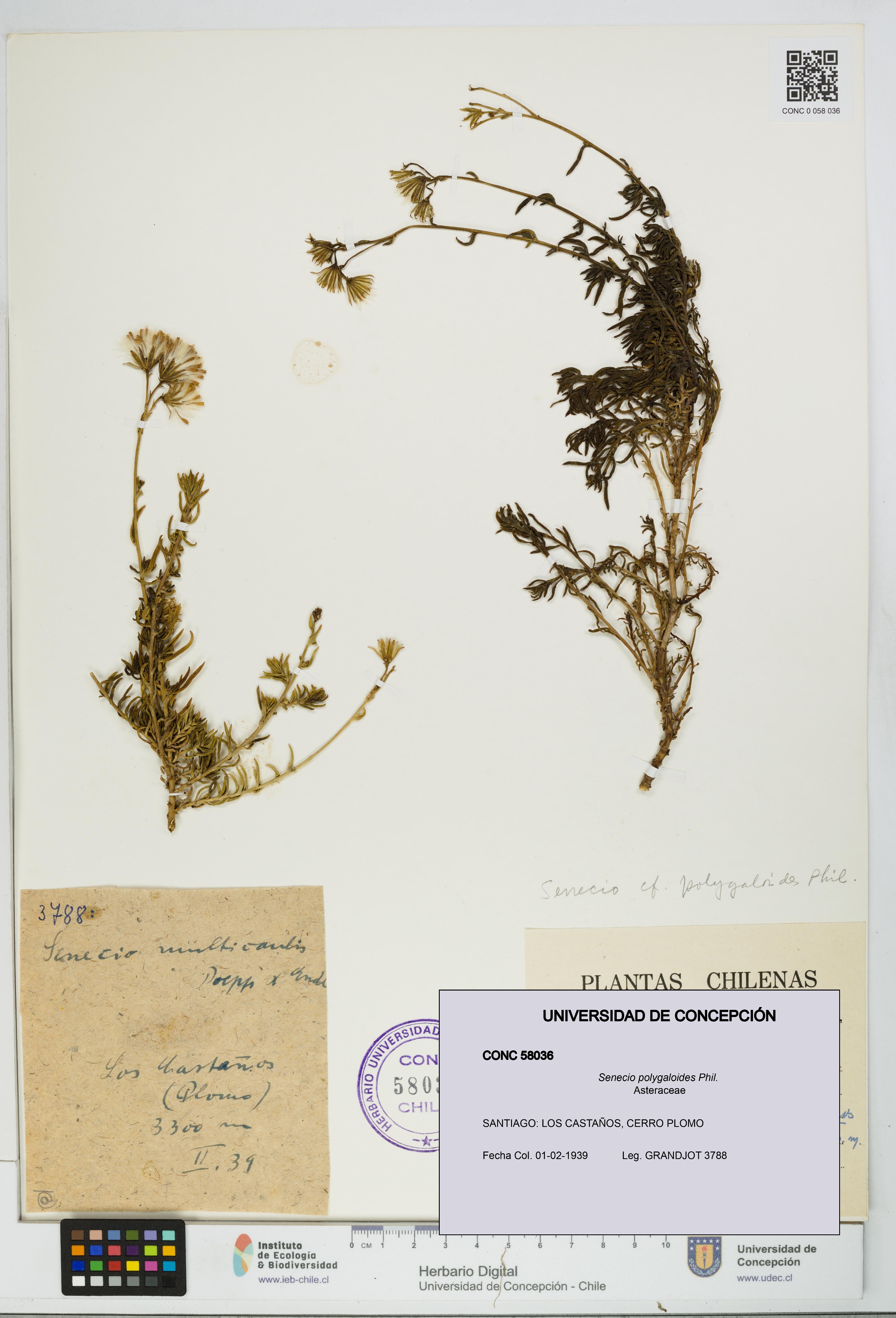 Senecio polygaloides [Espécimen: UDEC:CONC:0058036]