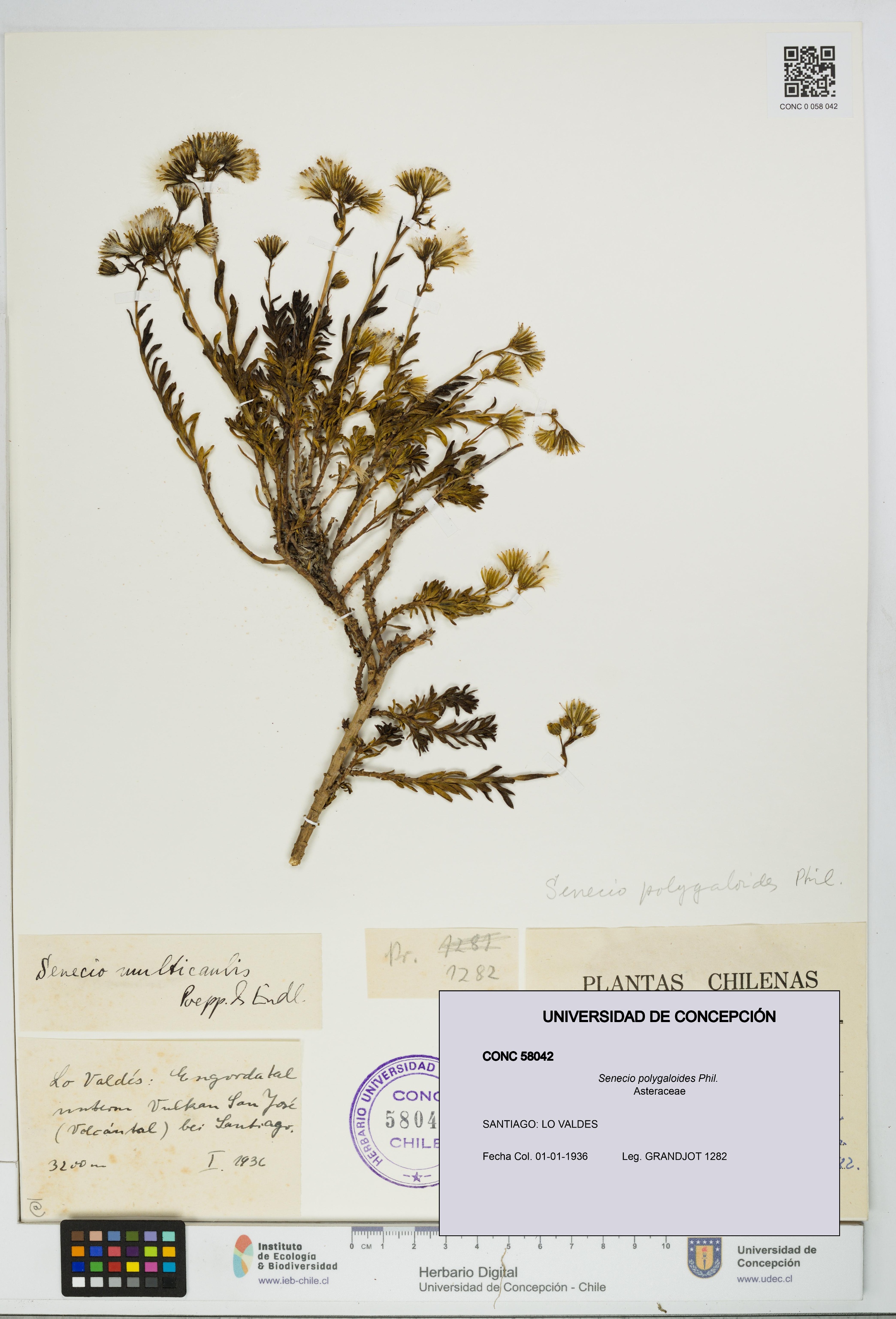 Senecio polygaloides [Espécimen: UDEC:CONC:0058042]