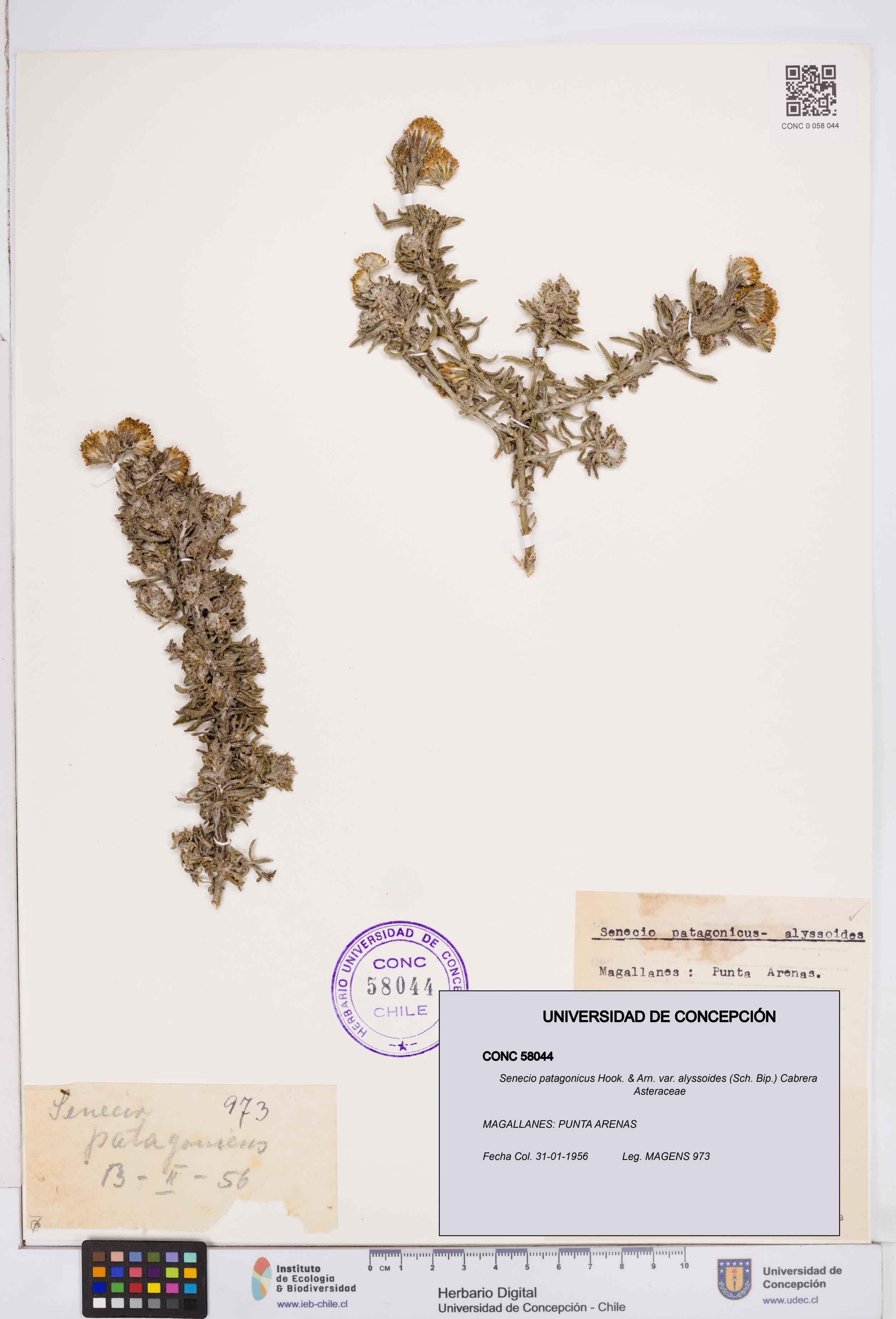 Senecio patagonicus var. alyssoides [Espécimen: ]