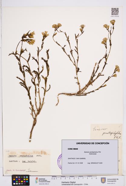 Senecio pentaphyllus [Espécimen: ]