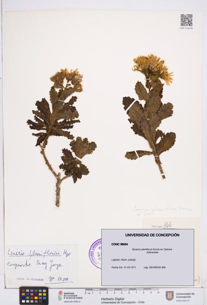 Senecio planiflorus [Espécimen: ]