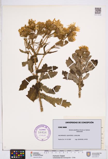 Senecio planiflorus [Espécimen: ]