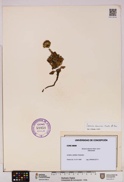 Senecio darwinii [Espécimen: UDEC:CONC:0058059]