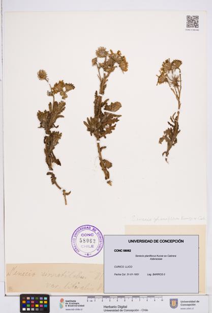 Senecio planiflorus [Espécimen: ]