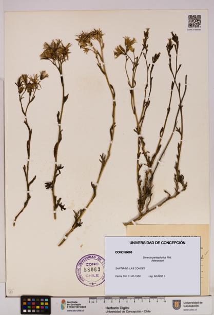 Senecio pentaphyllus [Espécimen: UDEC:CONC:0058063]