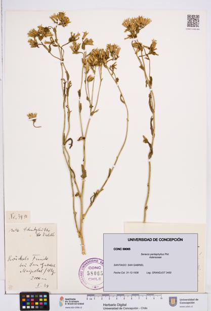 Senecio pentaphyllus [Espécimen: ]