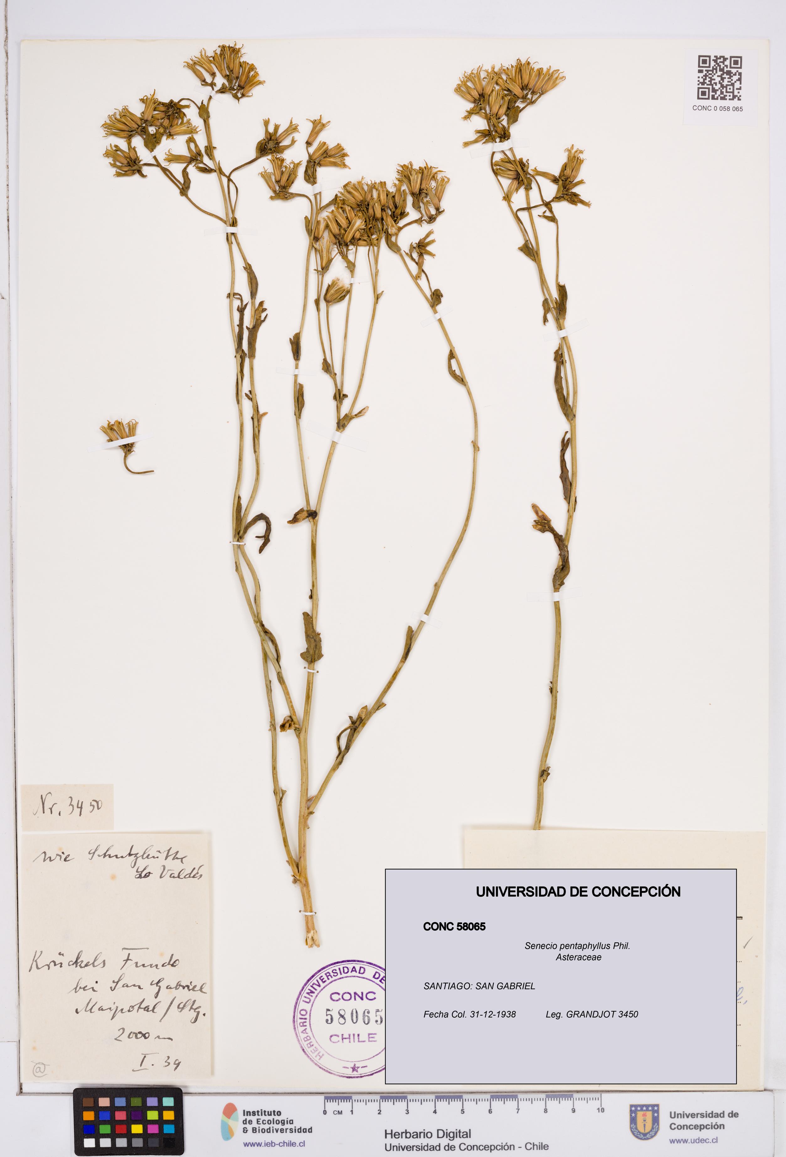 Senecio pentaphyllus [Espécimen: ]