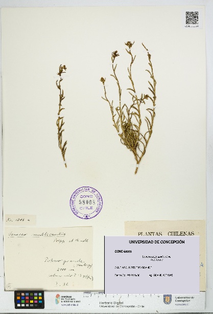 Senecio polygaloides [Espécimen: UDEC:CONC:0058068]