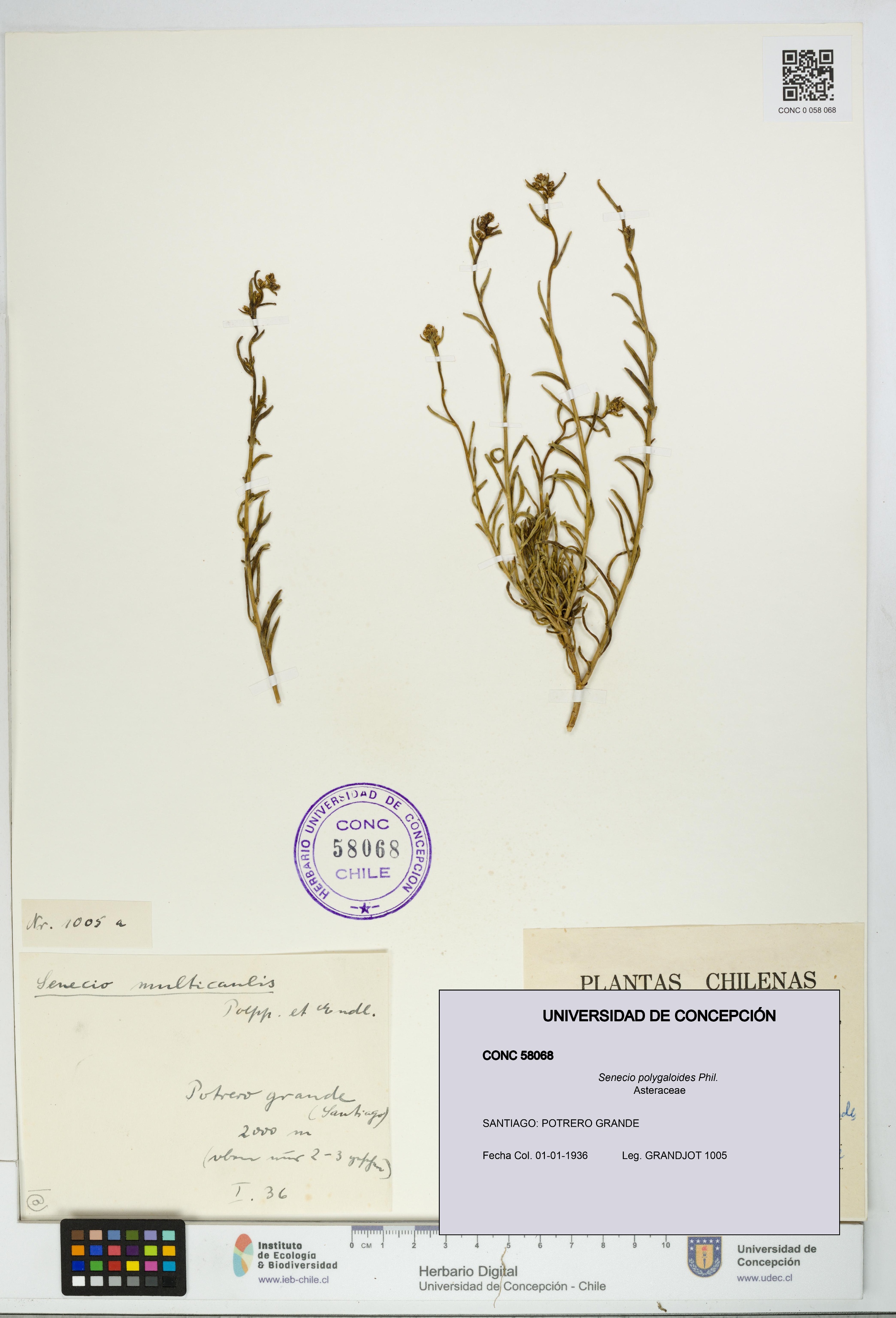 Senecio polygaloides [Espécimen: UDEC:CONC:0058068]