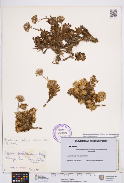 Senecio portalesianus var. portalesianus [Espécimen: ]