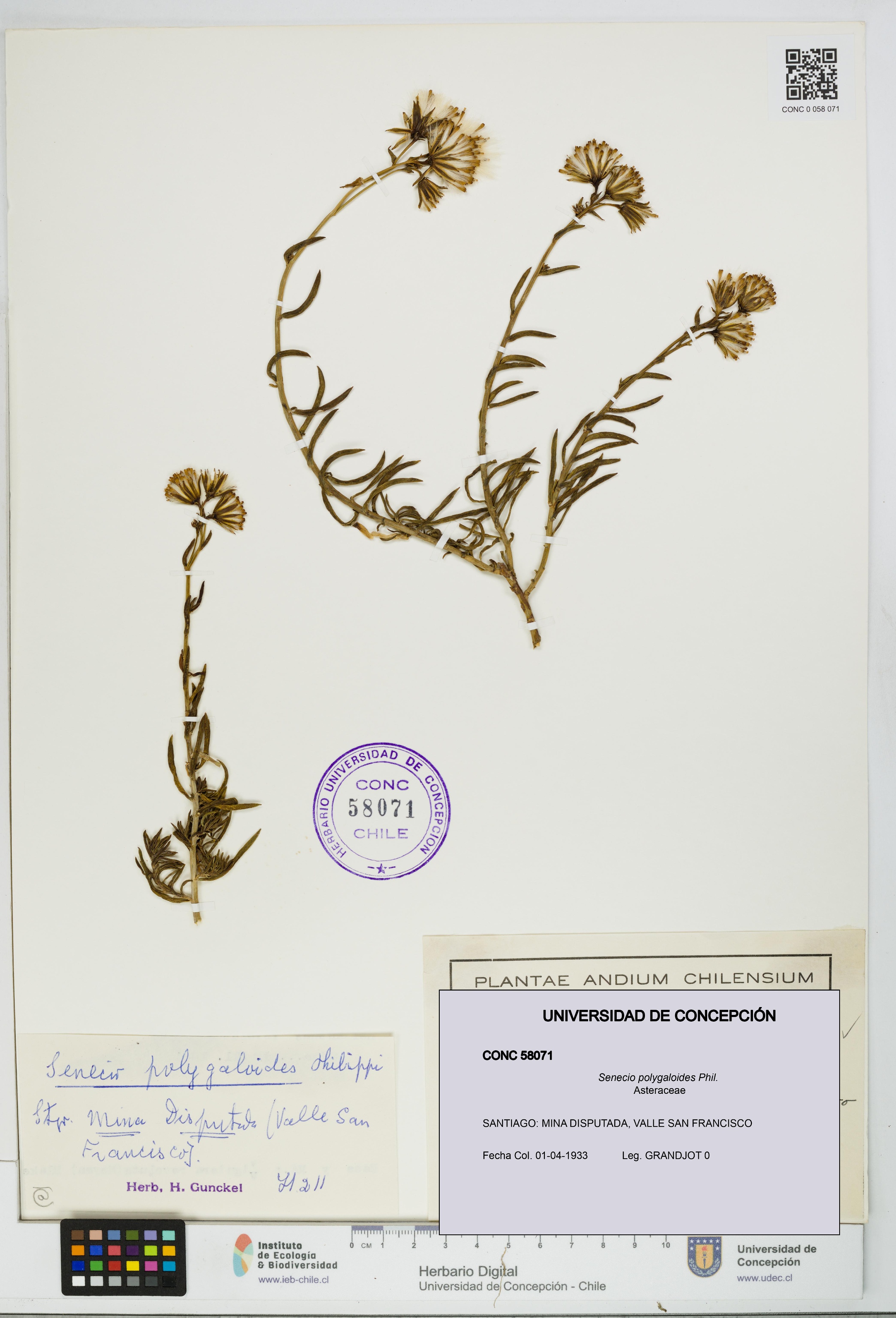 Senecio polygaloides [Espécimen: UDEC:CONC:0058071]
