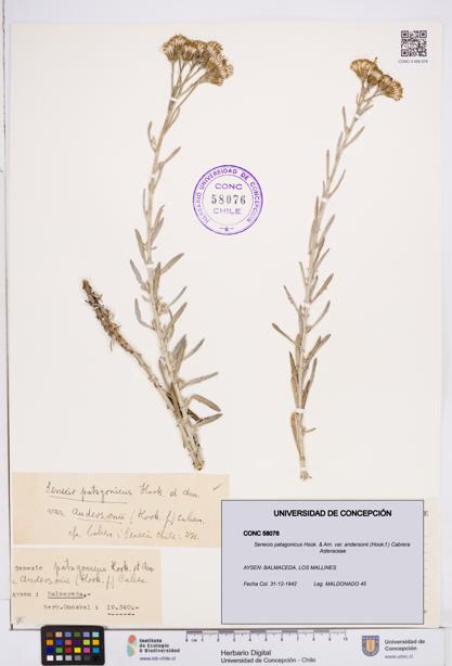 Senecio patagonicus var. andersonii [Espécimen: ]
