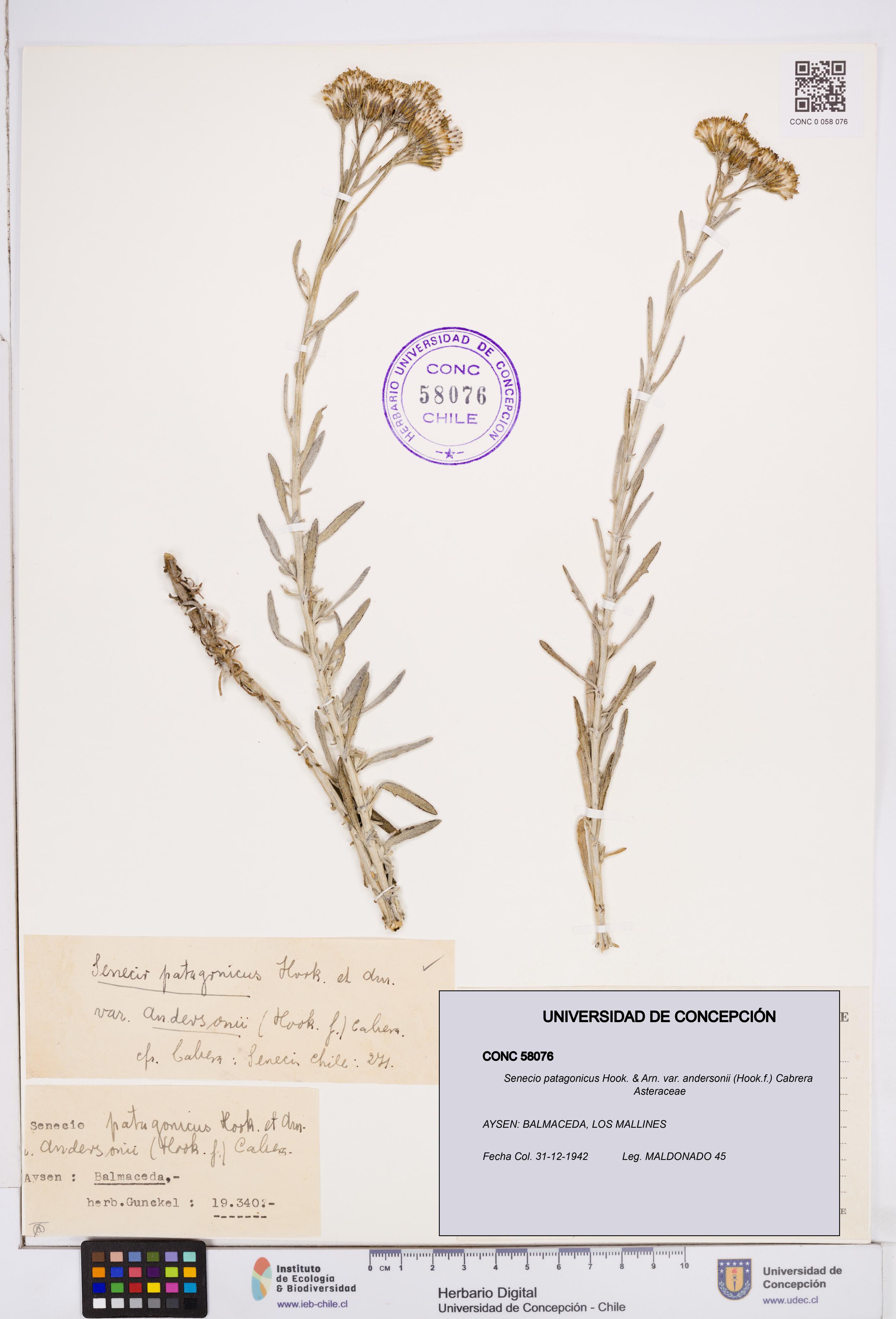 Senecio patagonicus var. andersonii [Espécimen: ]