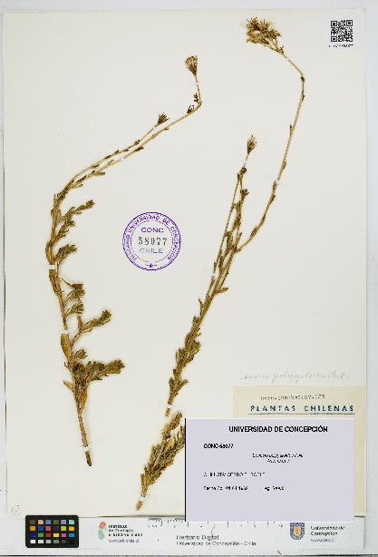 Senecio polygaloides [Espécimen: UDEC:CONC:0058077]