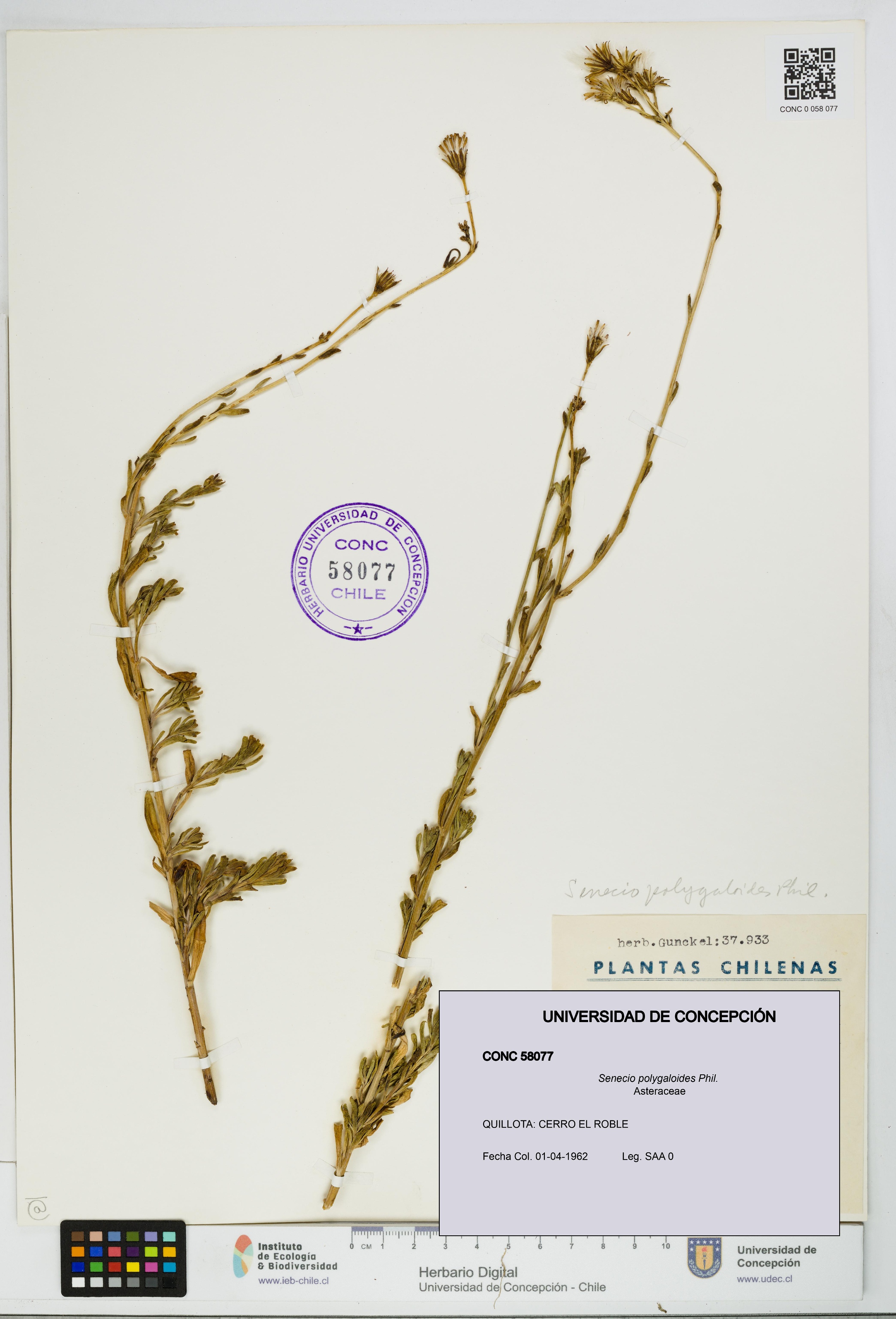 Senecio polygaloides [Espécimen: UDEC:CONC:0058077]