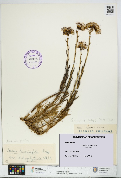 Senecio polygaloides [Espécimen: UDEC:CONC:0058078]