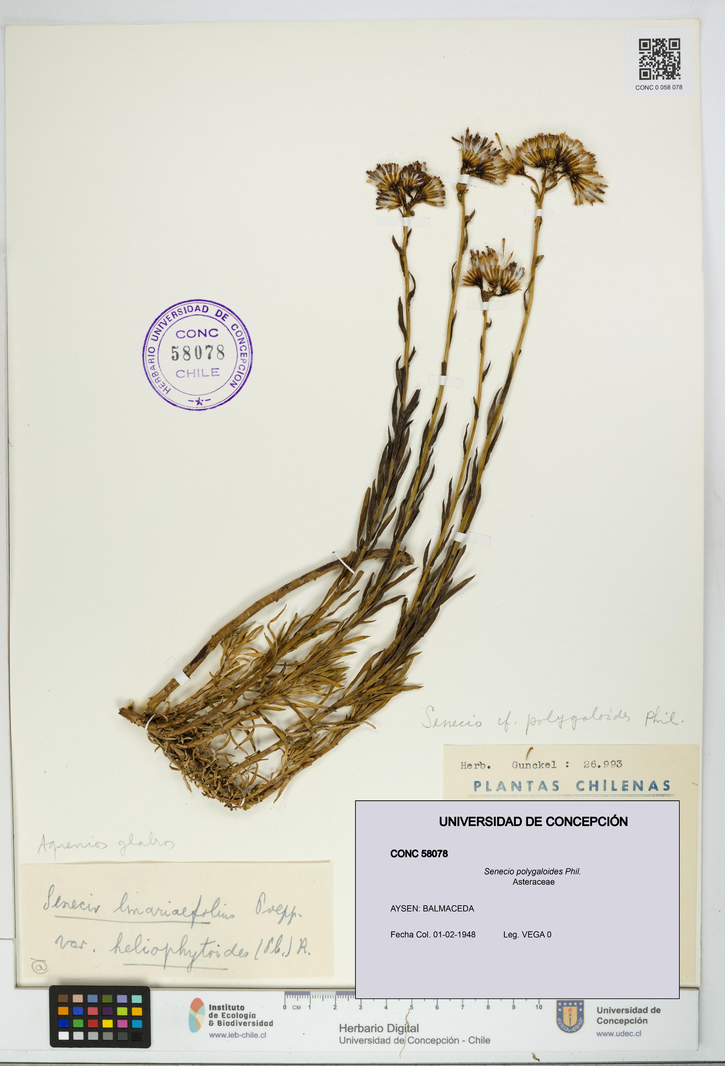 Senecio polygaloides [Espécimen: UDEC:CONC:0058078]