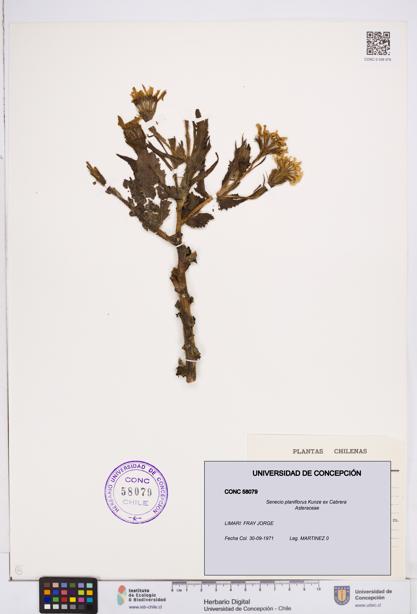 Senecio planiflorus [Espécimen: ]