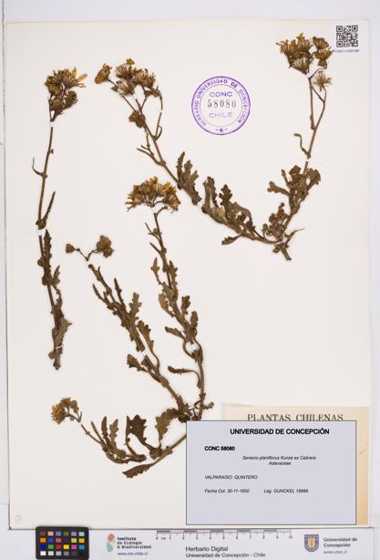 Senecio planiflorus [Espécimen: ]