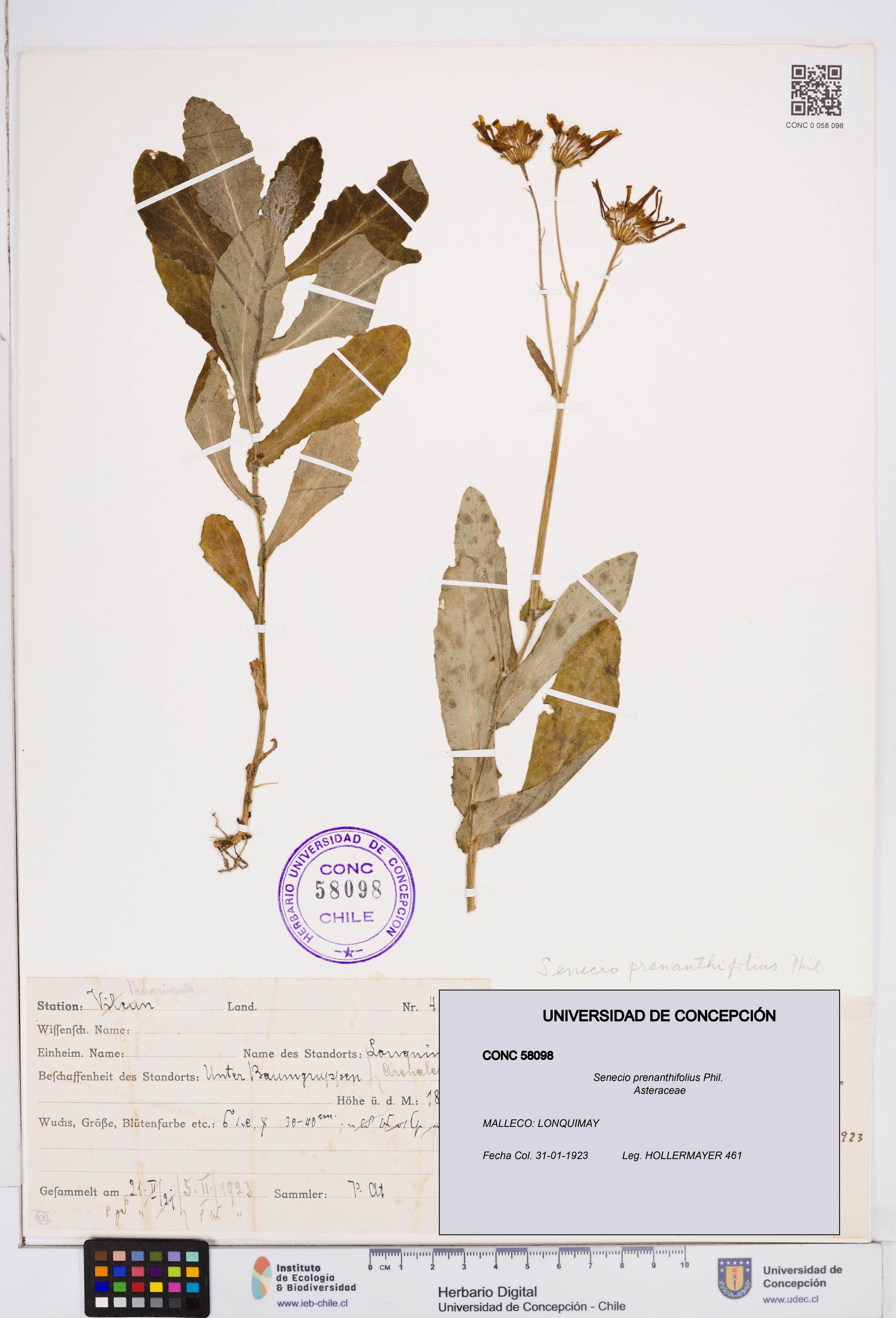 Senecio prenanthifolius [Espécimen: ]