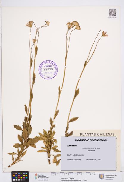 Senecio pilquensis [Espécimen: ]