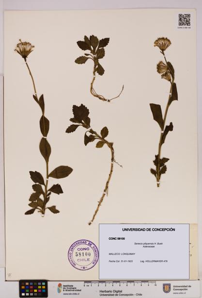 Senecio pilquensis [Espécimen: UDEC:CONC:0058100]