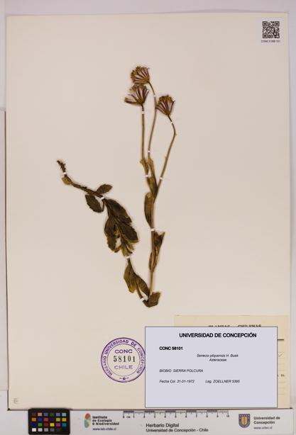 Senecio pilquensis [Espécimen: UDEC:CONC:0058101]