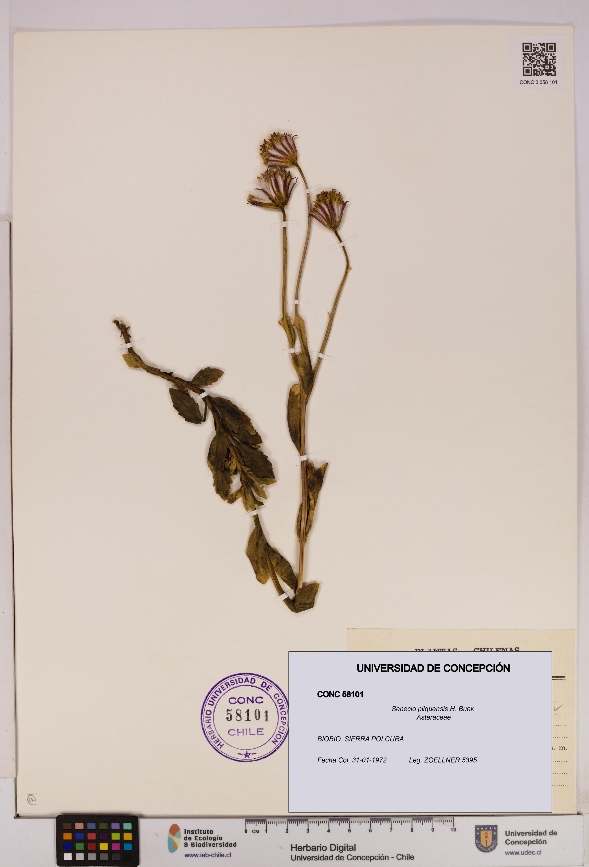 Senecio pilquensis [Espécimen: UDEC:CONC:0058101]