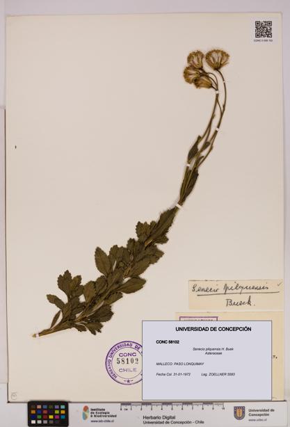 Senecio pilquensis [Espécimen: UDEC:CONC:0058102]